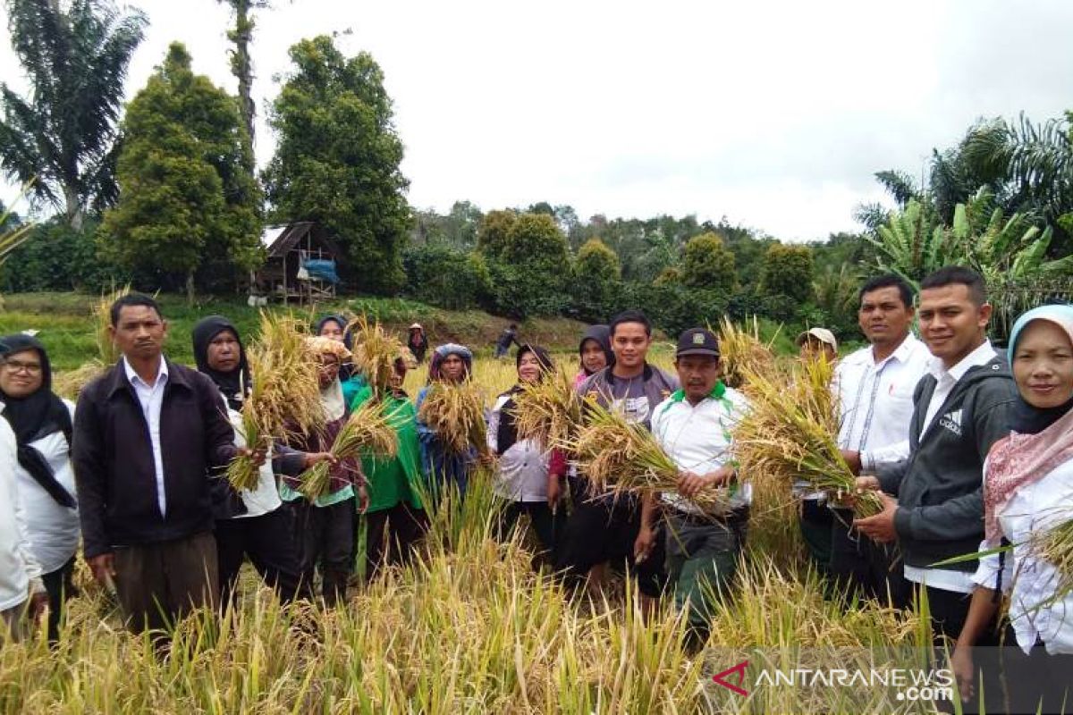 Produktivitas padi petani Parau Sorat Sipirok meningkat