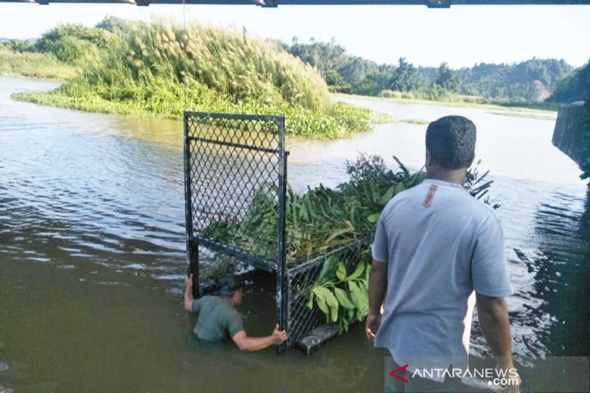 Buaya sering muncul, BKSDA pasang perangkap di sungai Aceh Jaya