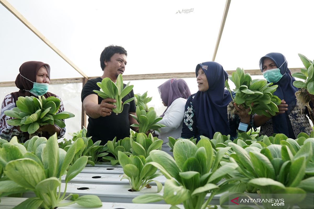 Pekebun di Gorontalo kampanye konsumsi sayur organik