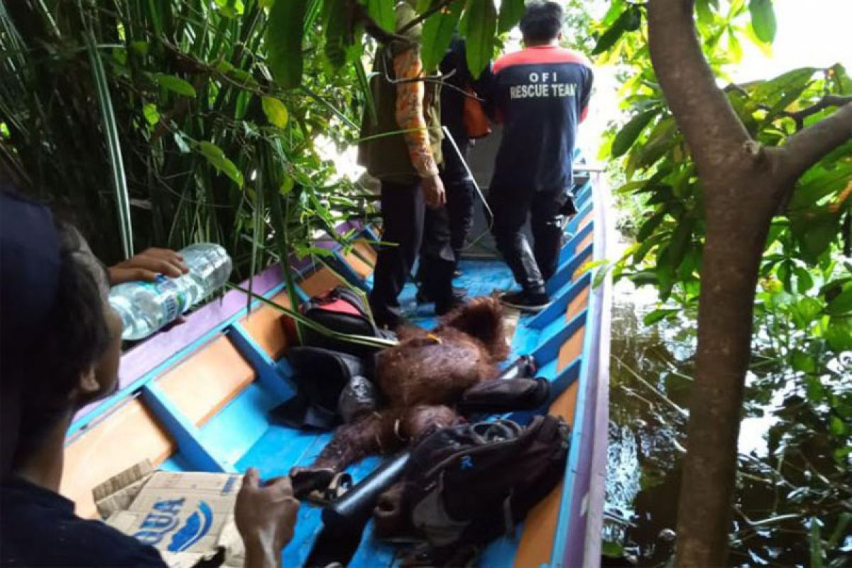 BKSDA Kalteng evakuasi dua orang utan berkeliaran di kebun warga