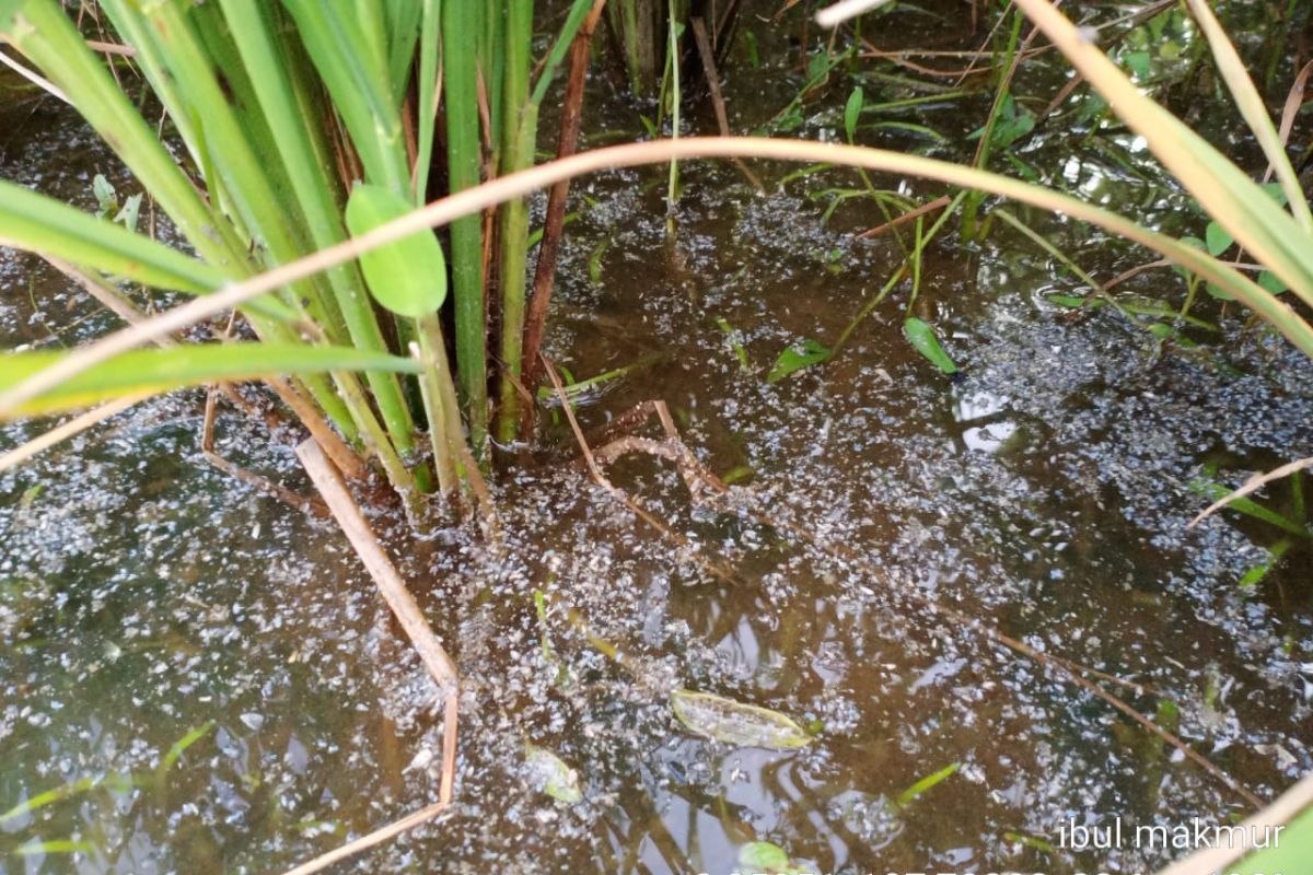 Petani di Belitung dimintai waspadai serangan wereng coklat