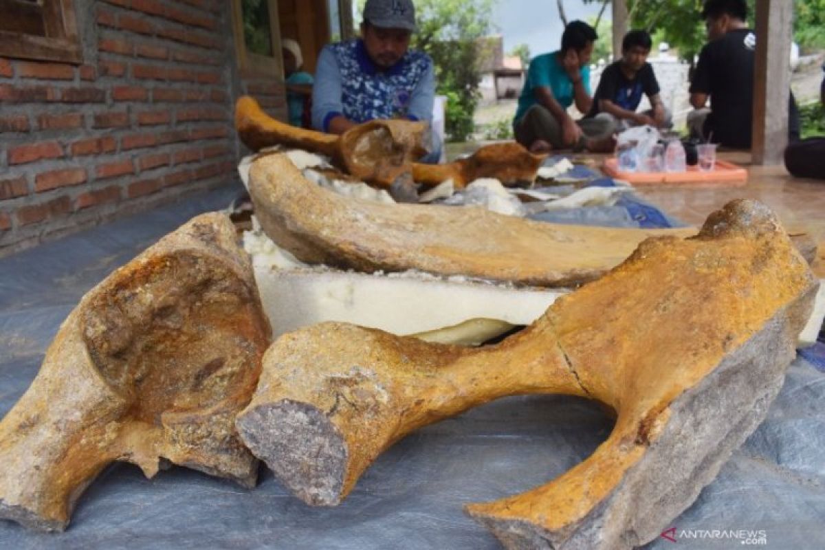 BPSMP Sangiran meneliti temuan fosil panggul gajah purba di Madiun