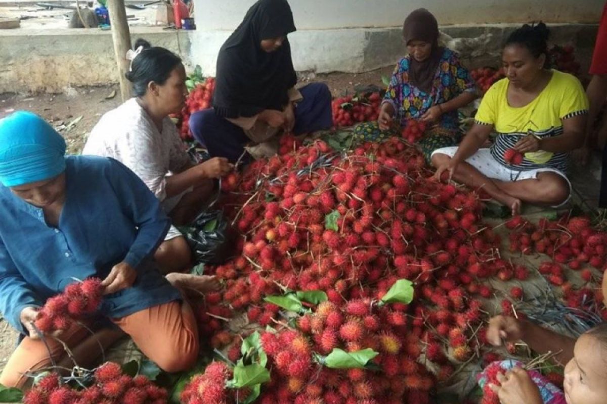 Petani di Lebak raup keuntungan dari panen rambutan