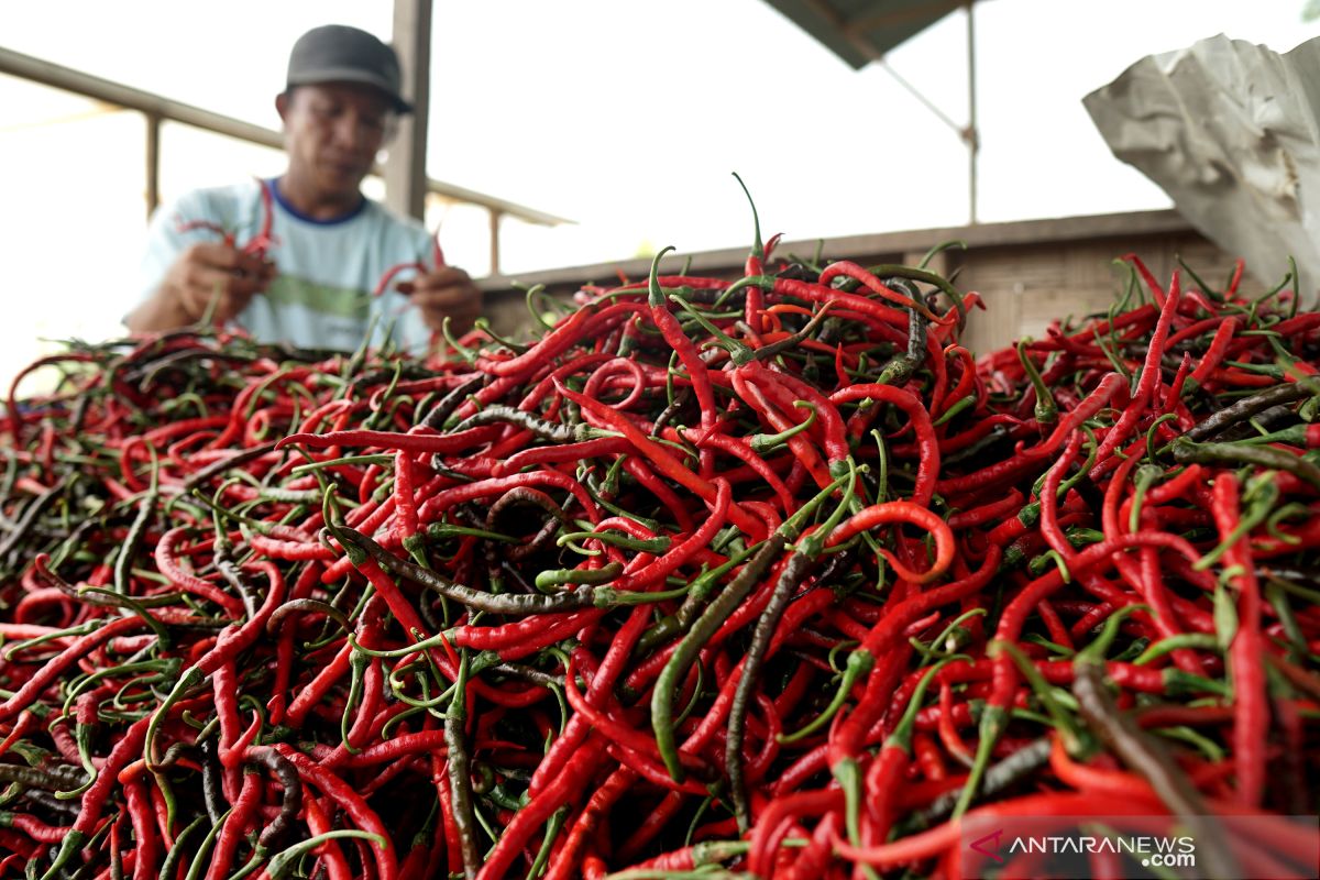 Harga cabai keriting di Pekanbaru terus naik tembus Rp56.000 perkilogram