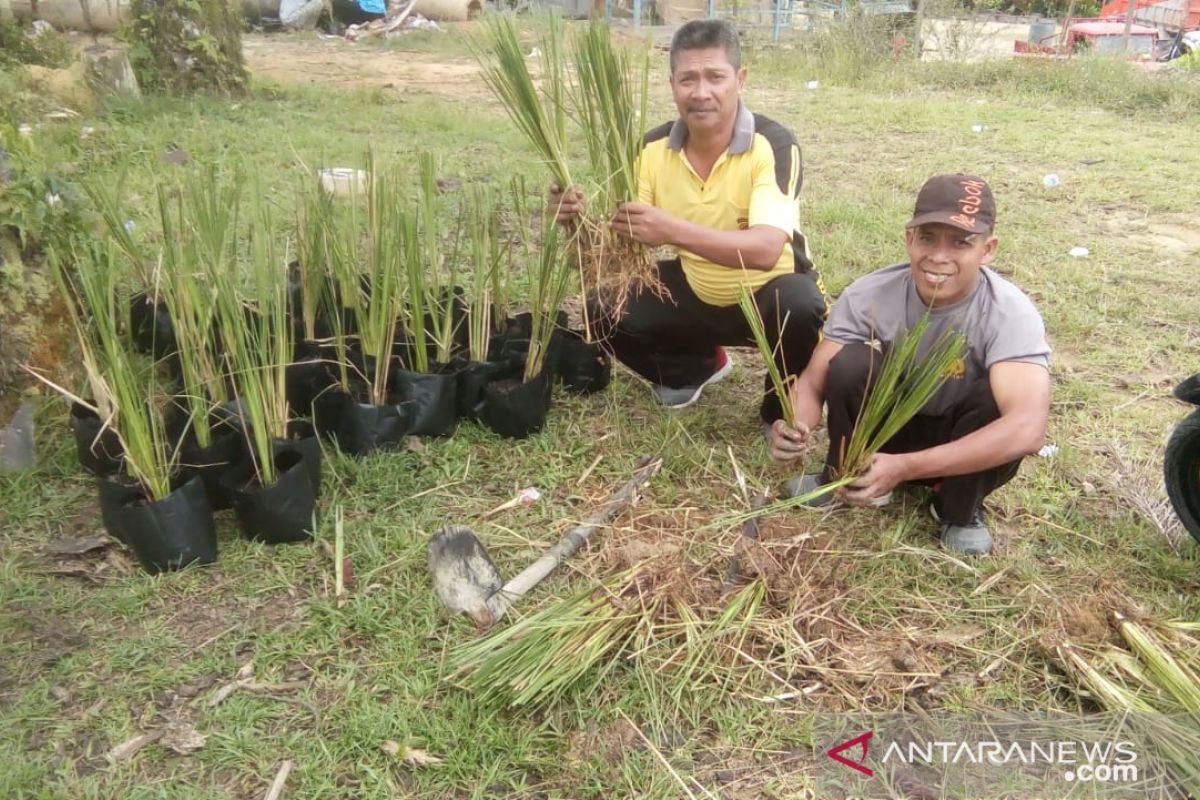 Polisi Bengkayang bibitkan rumput vetiver pencegah longsor