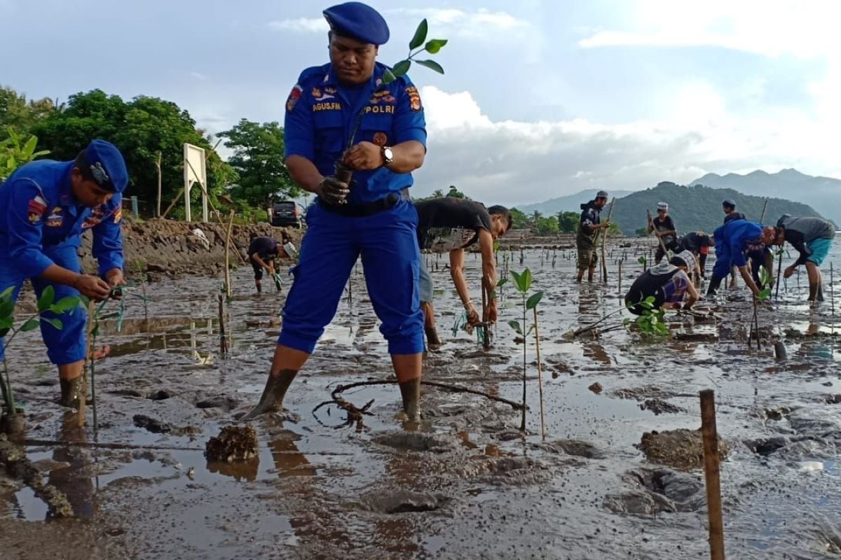 500 bibit mangrove ditanam Polairud Polres Bima