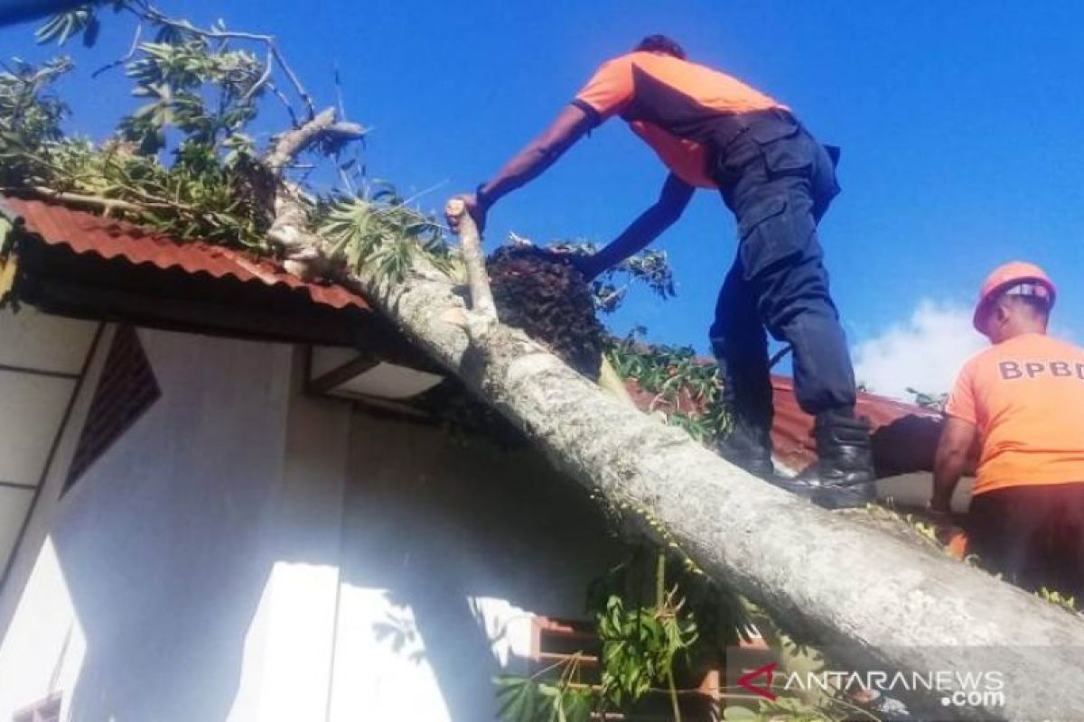 Diterpa angin kencang, pohon dan tiang listrik roboh timpa tiga bangunan di Agam, Sumbar