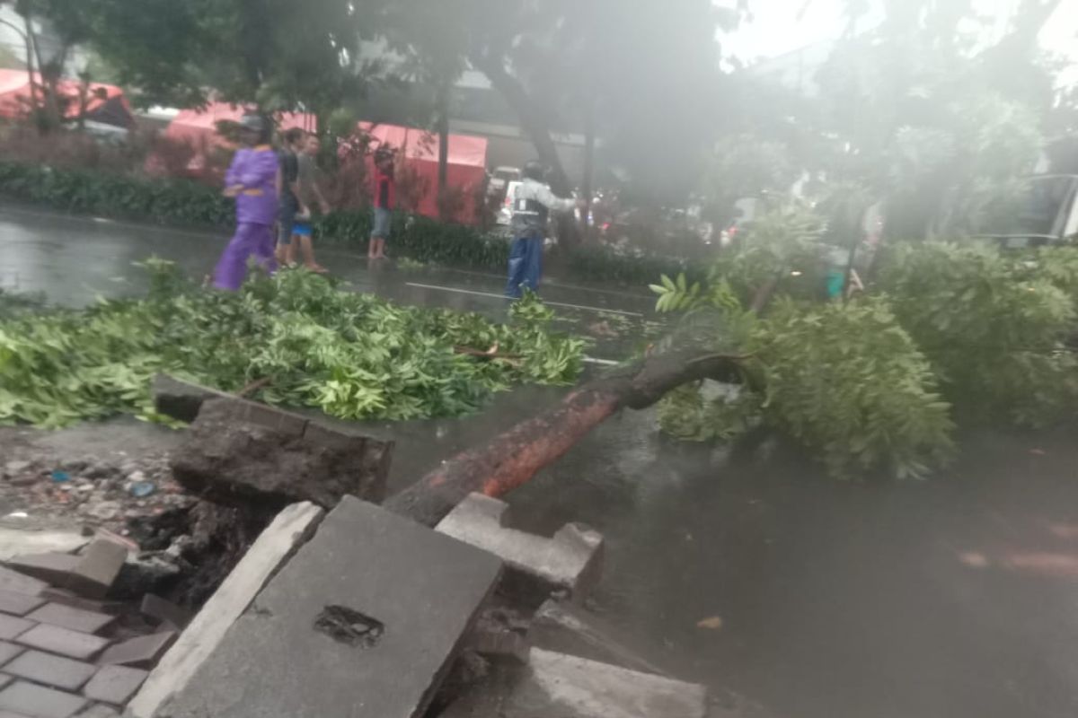 Hujan-petir, pohon tumbang terjadi di sejumlah wilayah Kota Surabaya