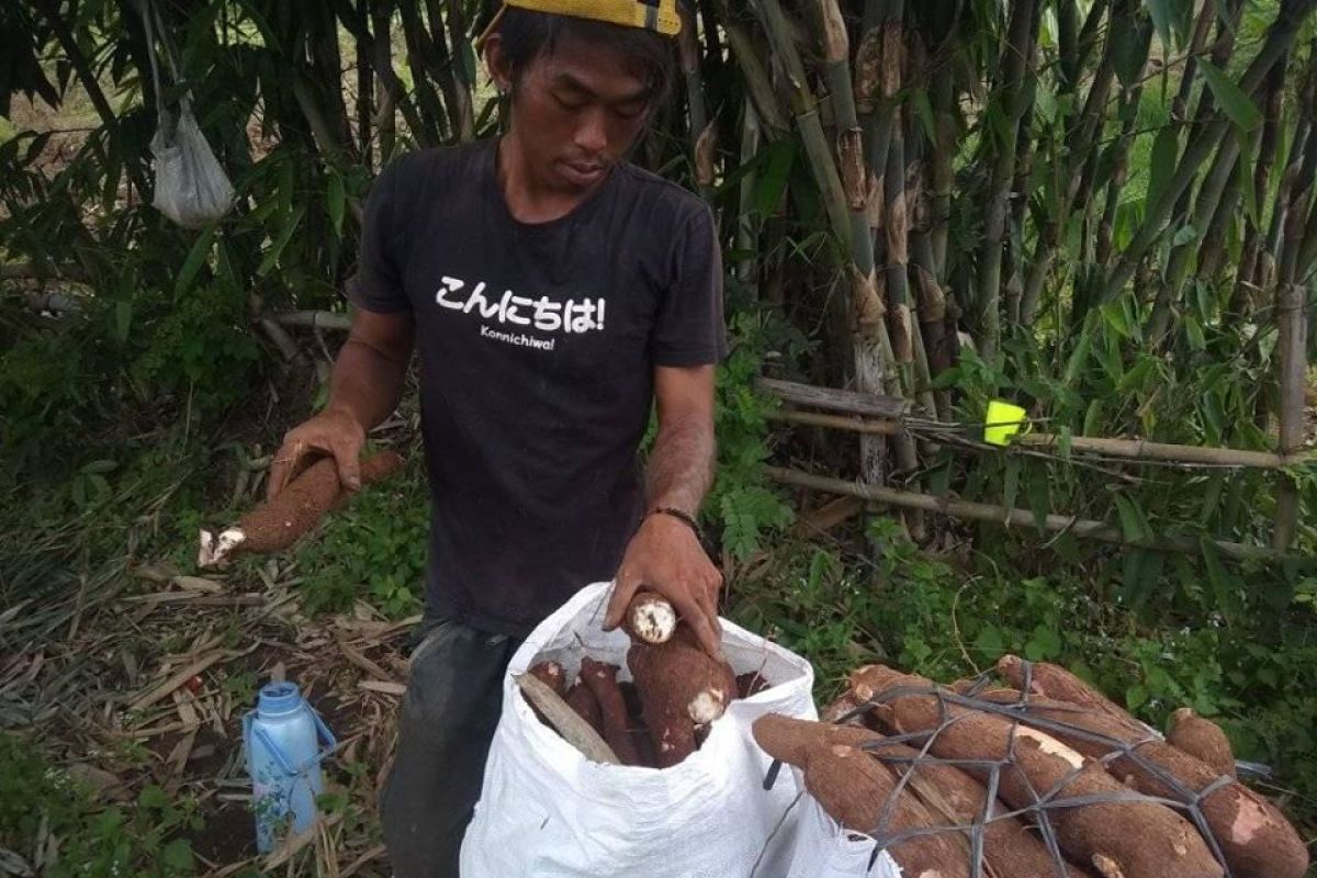 Singkong  dan ubi kayu jadi andalan ekonomi petani Lebak