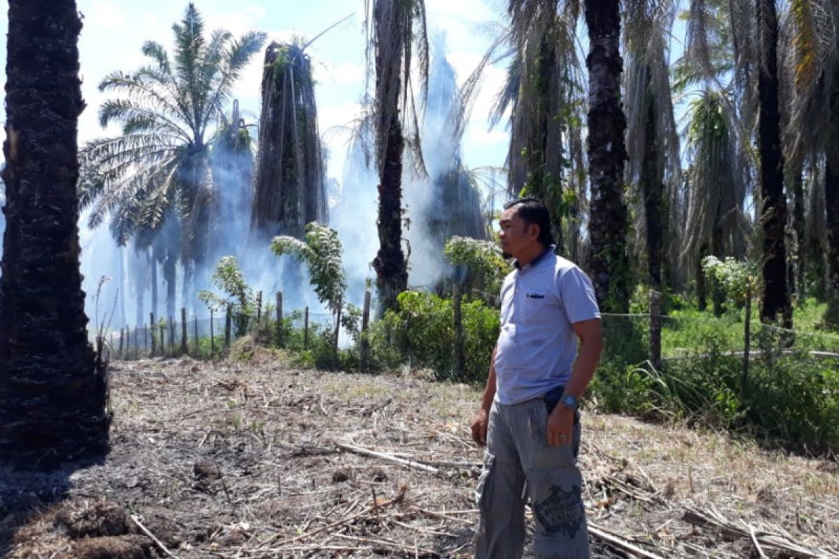 Lima hektare lahan kelapa sawit warga Agam terbakar