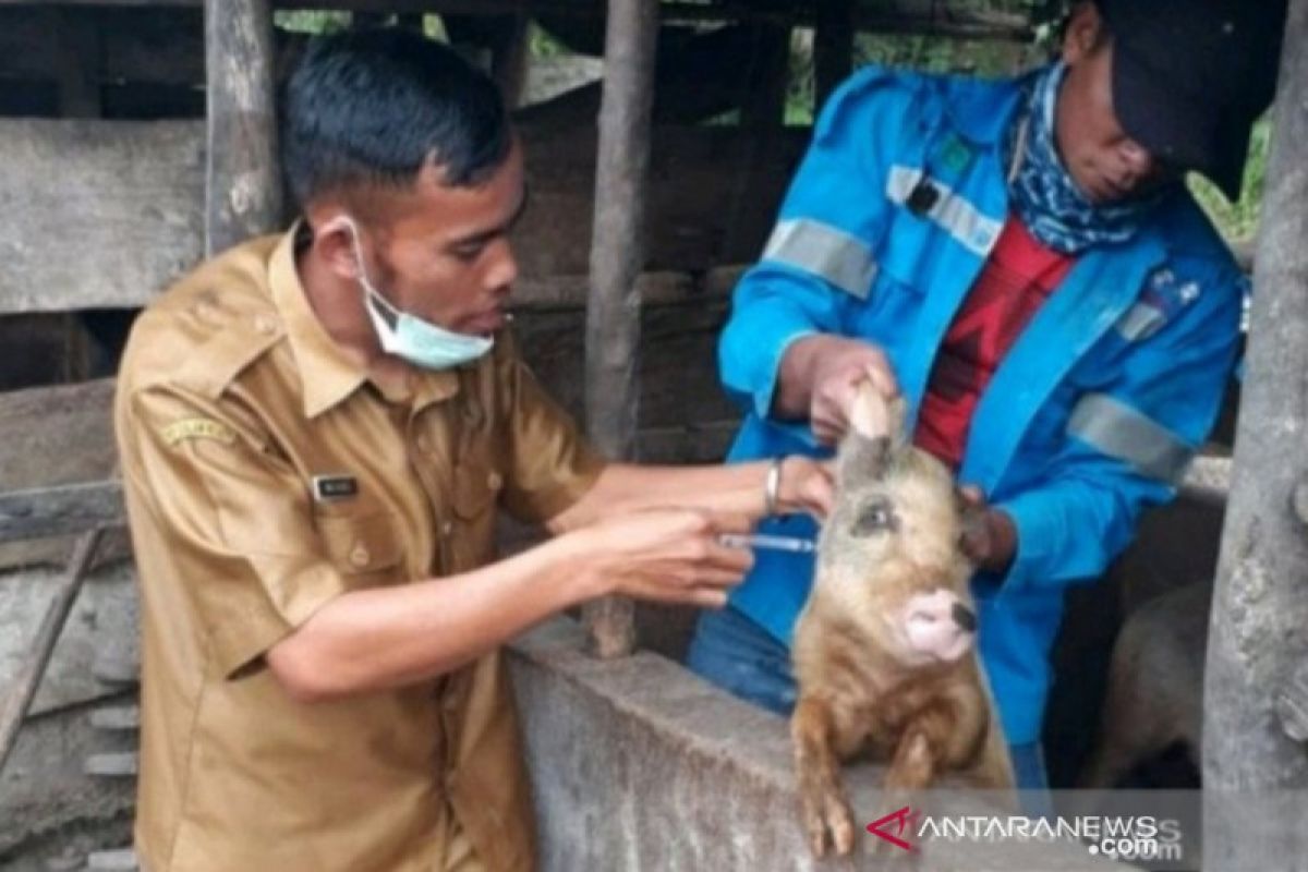 Timor Tengah Utara eliminasi serangan virus misterius pada babi