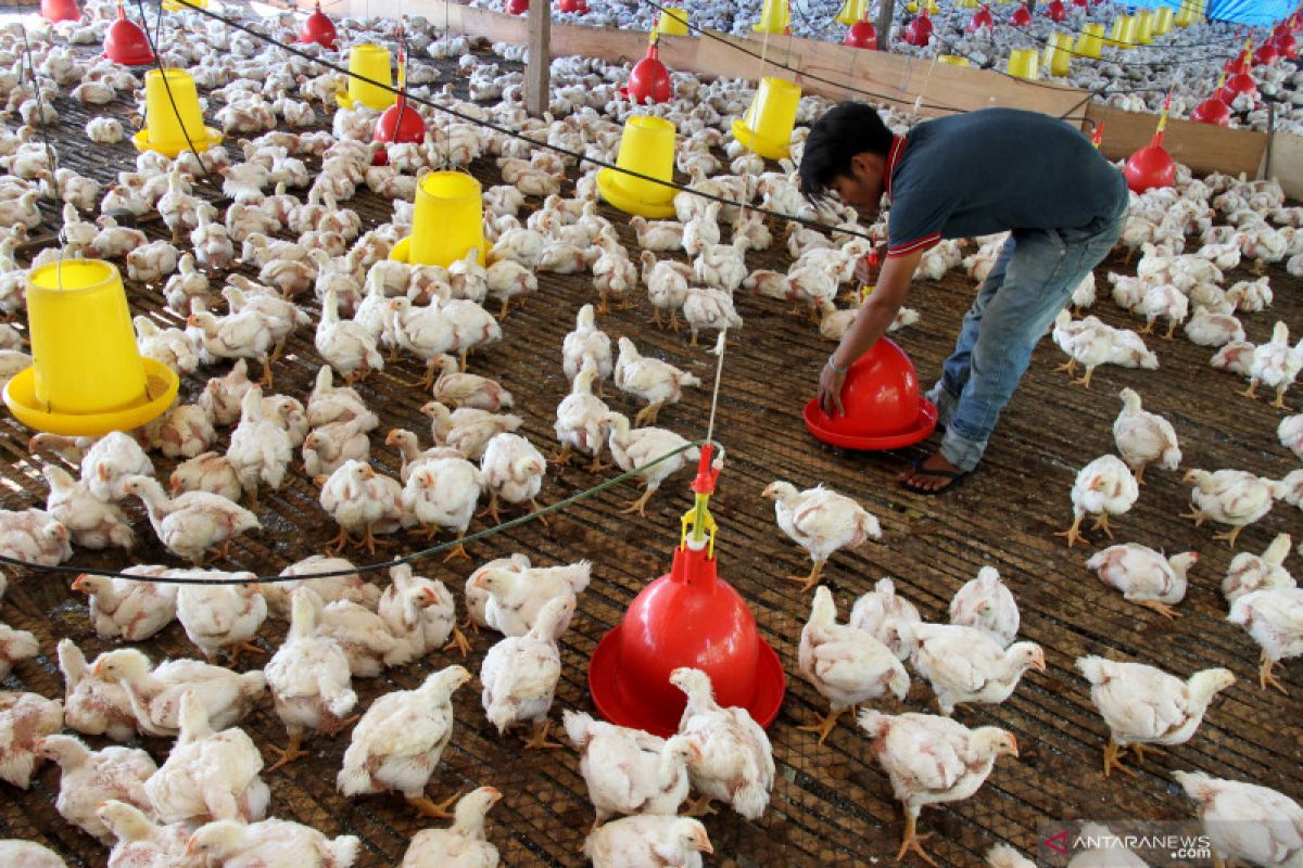 Ayam ras di Lampung Timur dijual murah