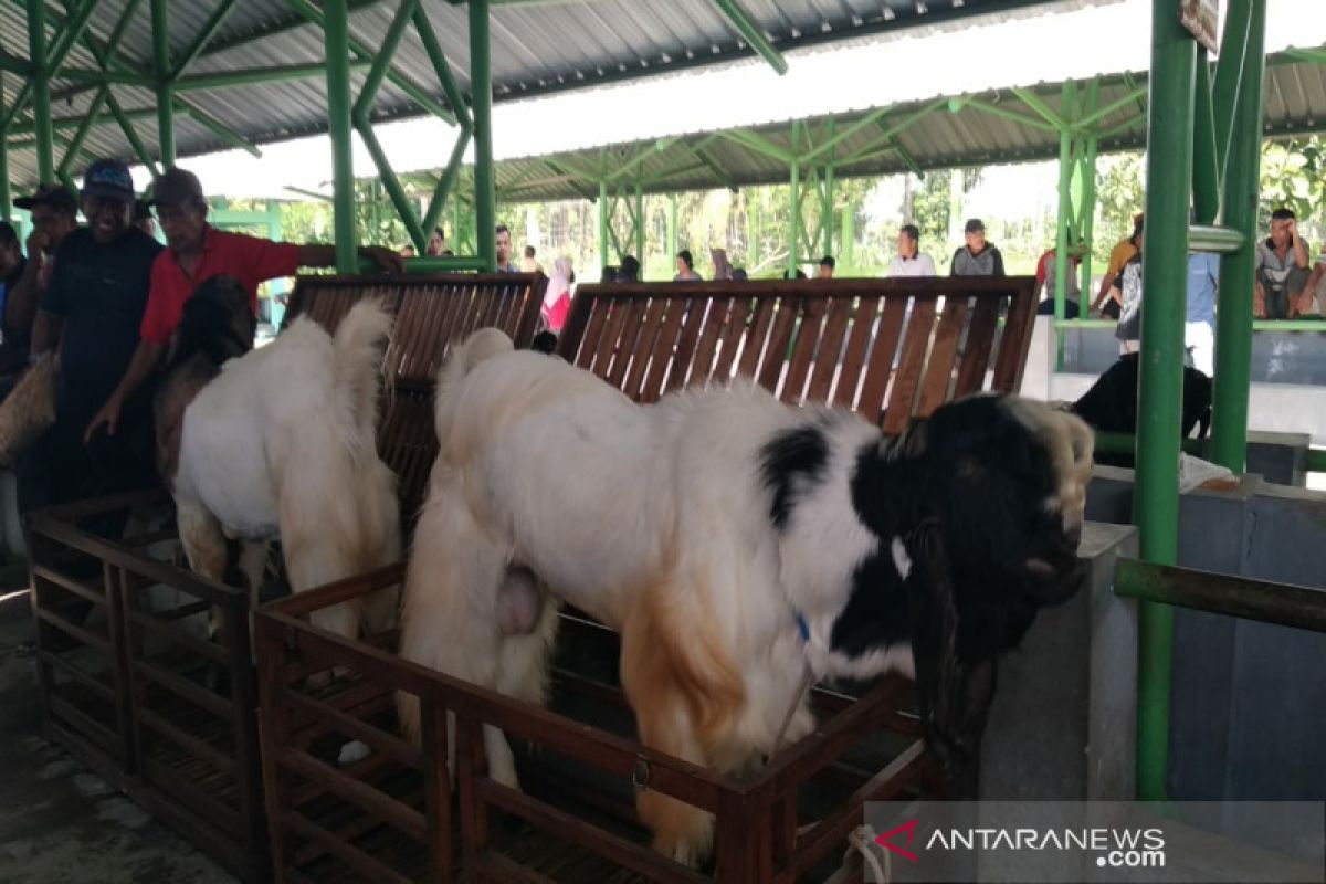 Kulon Progo menggandeng Paguyuban "Konco Ngarit" geliatkan Kambing PE