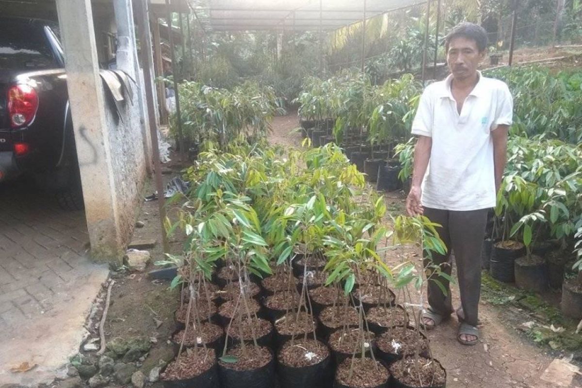 Petani Lebak kembangkan durian varietas unggul jenis MK Hortimart