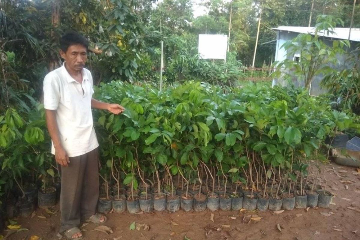 Cegah kepunahan, Petani Lebak lestarikan rambutan varietas tengkue