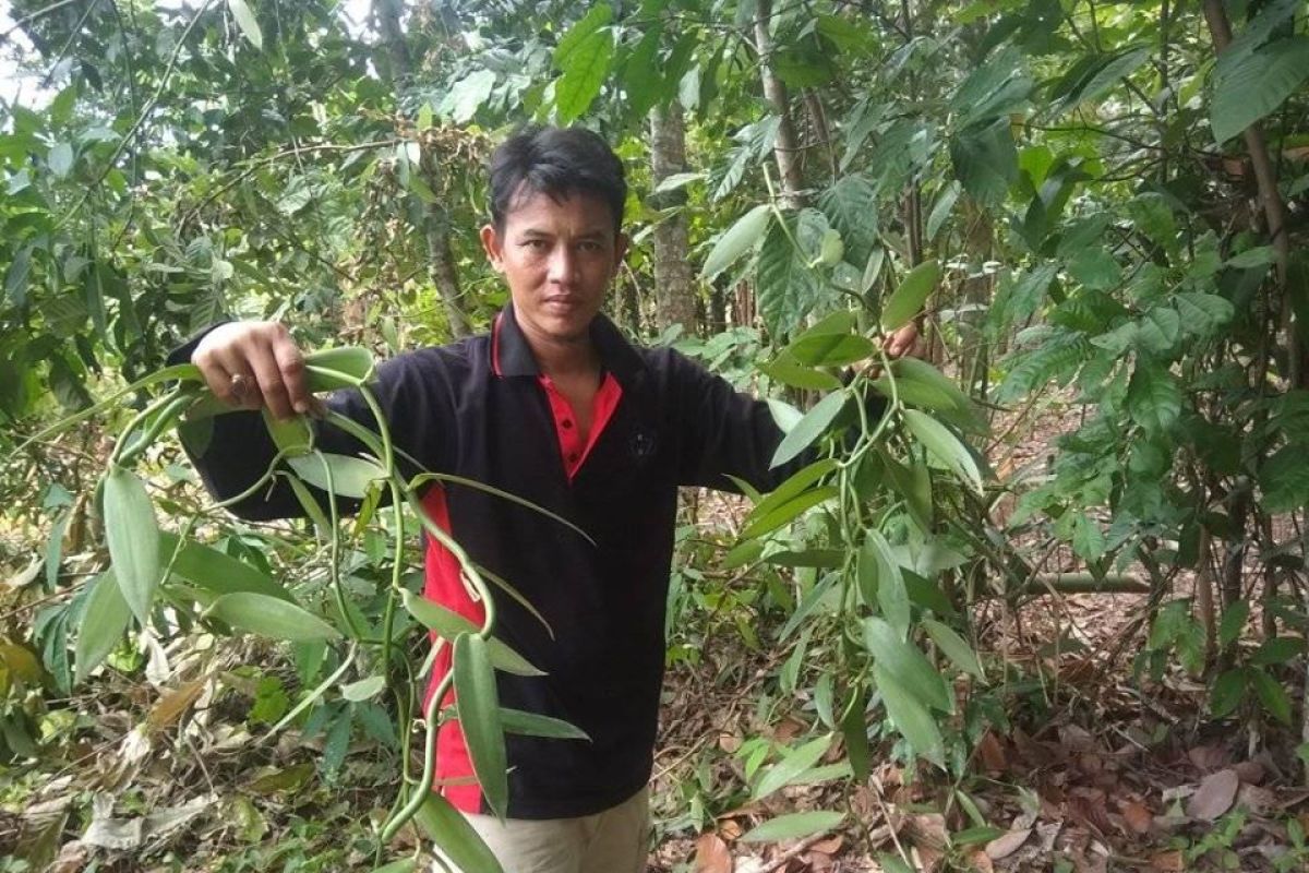 Permintaan meningkat, petani Lebak kembangkan tanaman vanili