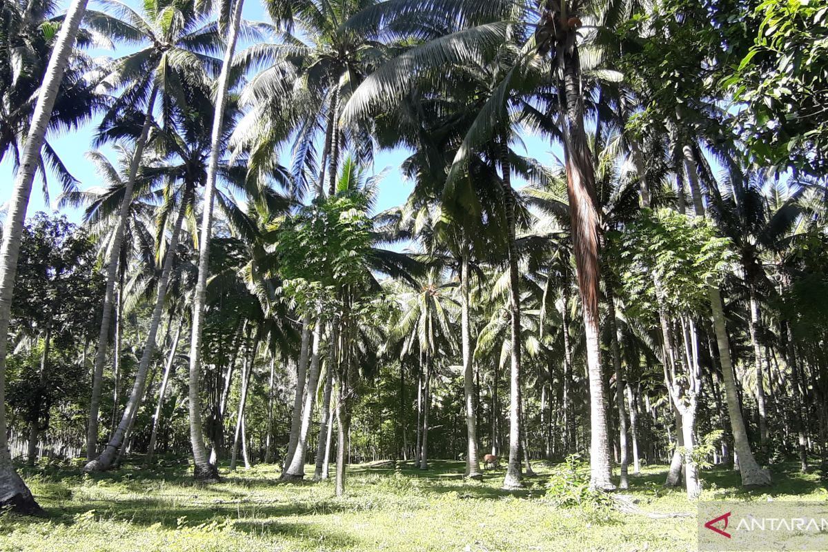 Gorontalo lakukan peremajaan kelapa seluas 33.131 hektare