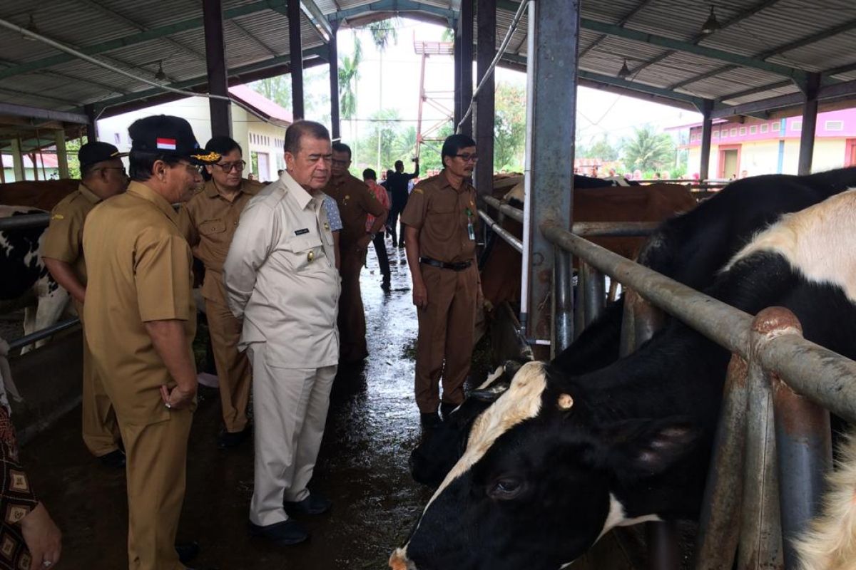 Sumbar akan inseminasi 120.000 ekor indukan sapi pada 2020