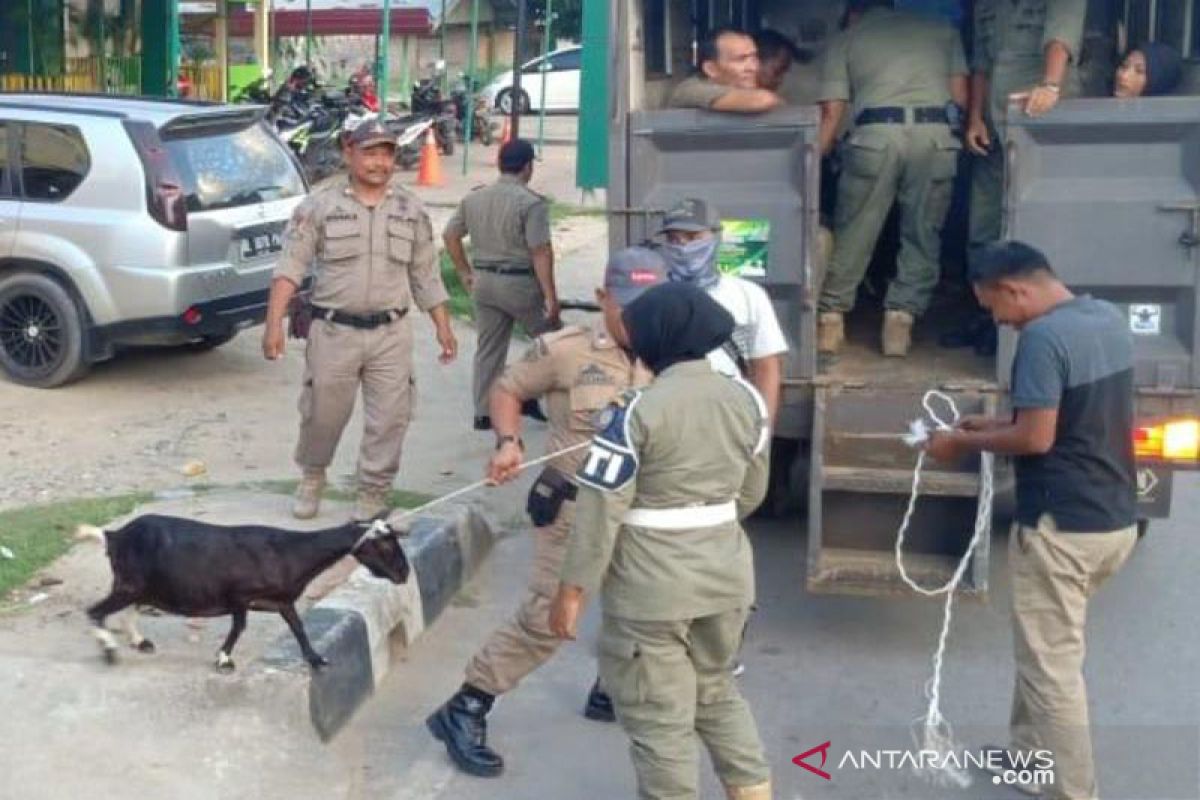 Satpol PP Aceh Timur tangkap 22 hewan ternak yang berkeliaran