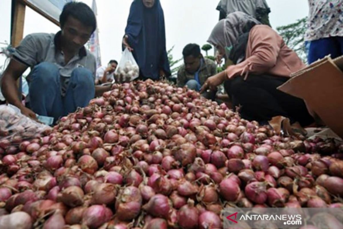 Poso kembangkan budidaya bawang merah dengan teknologi benih biji