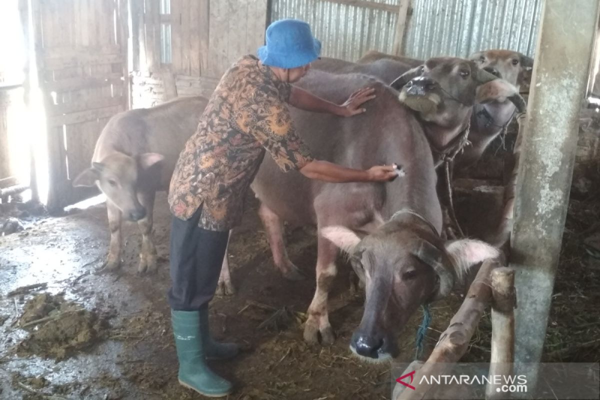 Dinas Pertanian periksa kesehatan ternak di kawasan banjir