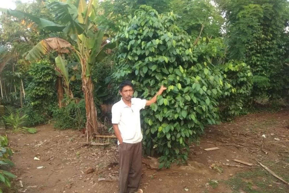 Petani di Lebak kembangkan budi daya lada hitam