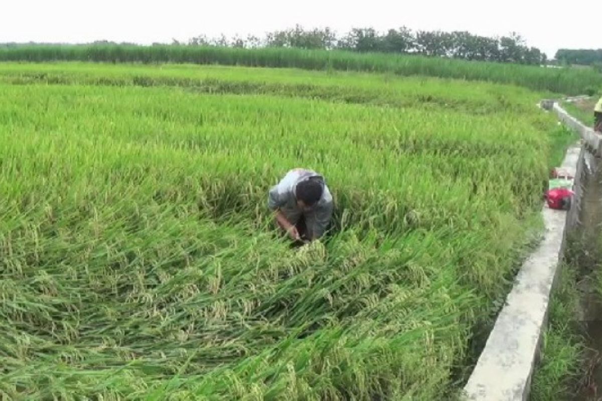 Petani Magetan terpaksa panen dini padi akibat cuaca buruk