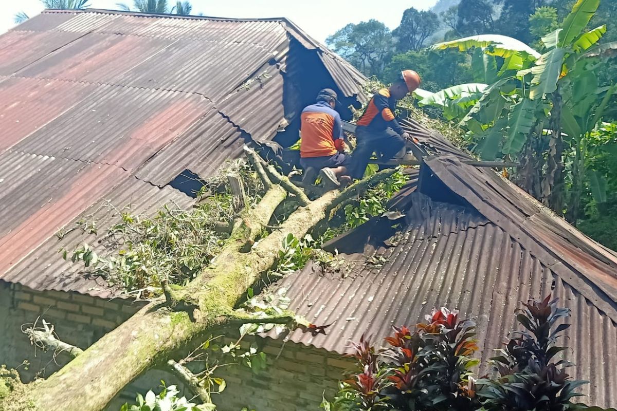25 bangunan di Agam rusak tertimpa pohon akibat angin kencang