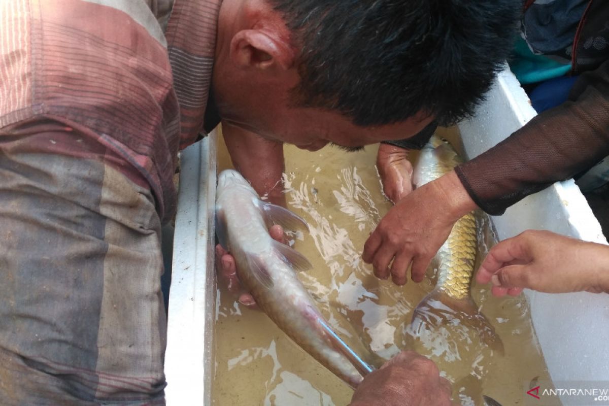 Sudah jarang ditemui di sungai, empat jenis ikan lokal Solok Selatan ini mulai dikembangkan
