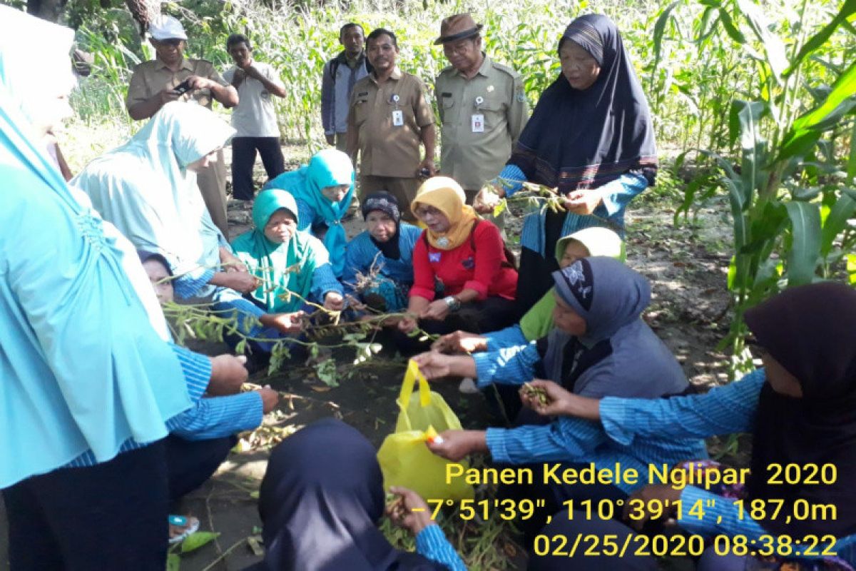 Kelompok Wanita Tani Lestari Gunung Kidul panen kedelai