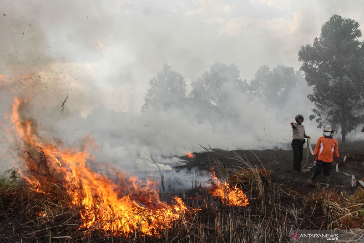 Kebakaran meliputi 341 hektare hutan-lahan di Riau sejak Januari