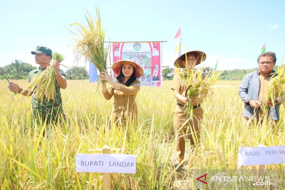 Untuk serap beras lokal, Pemkab Landak dorong sektor hilir pertanian