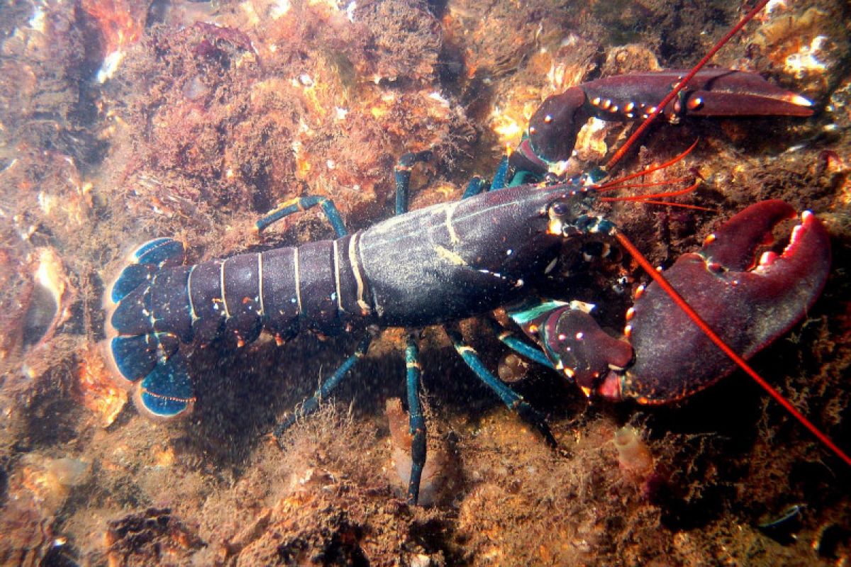 KKP sebut peta jalan pengembangan komoditas lobster sudah ada