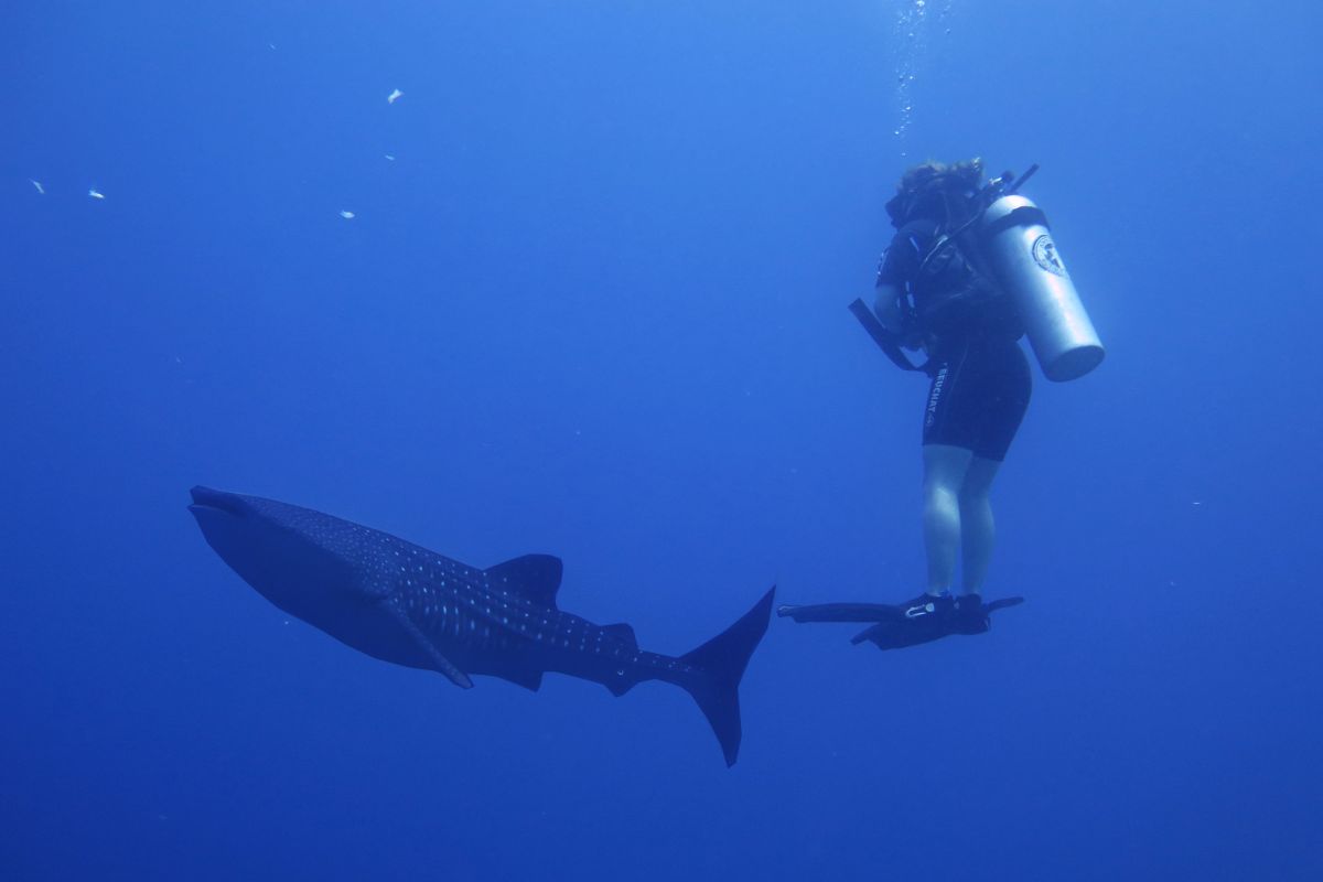 KKP: Desa wisata bahari Botubarani dengan hiu paus dapat tingkatkan ekonomi warga