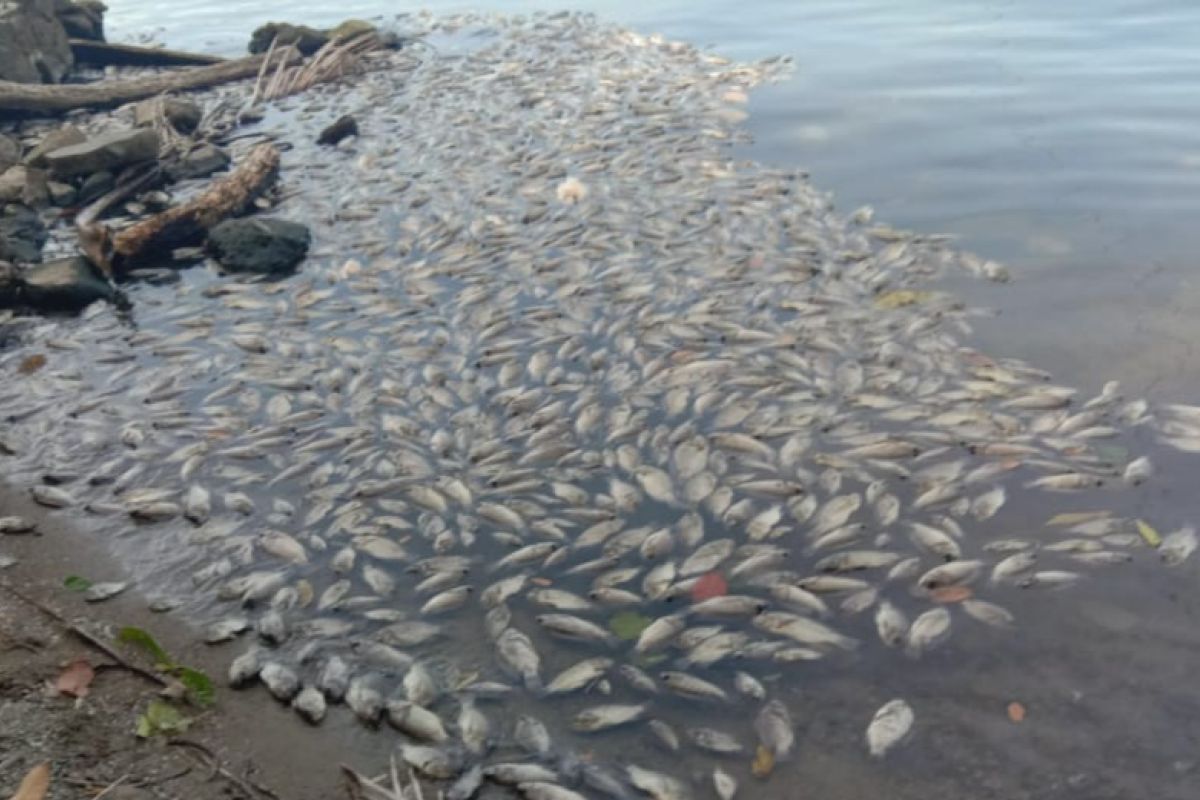 Ikan keramba Danau Maninjau mati akibat angin kencang