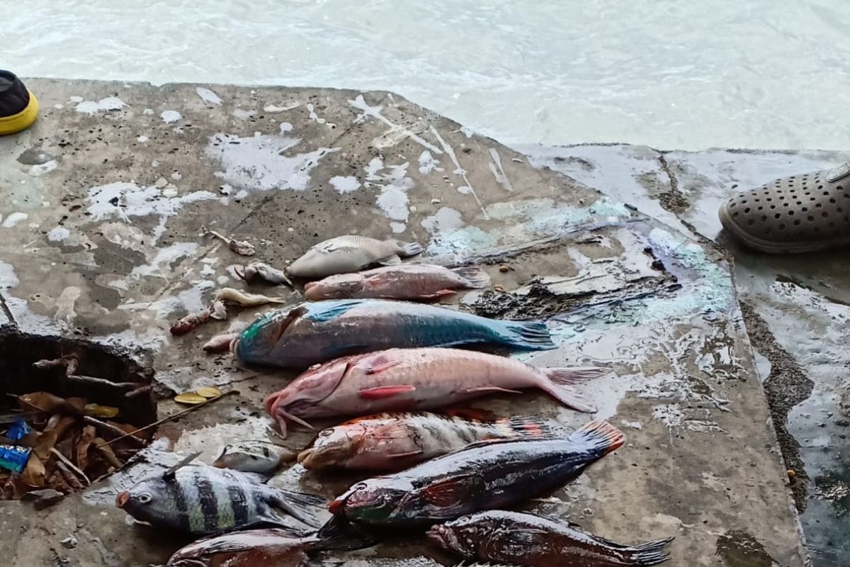 Ratusan ikan mati mendadak di perairan Malut
