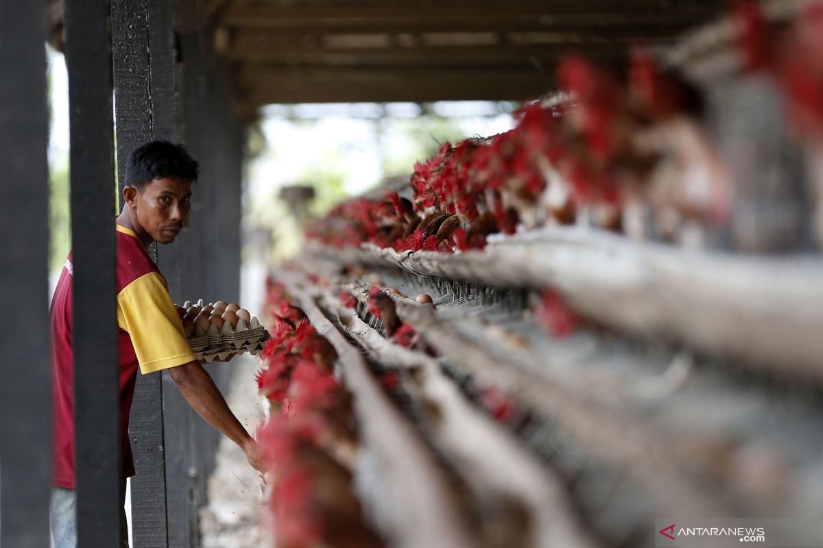 Kementan sebut pengendalian produksi ayam ras berdampak positif