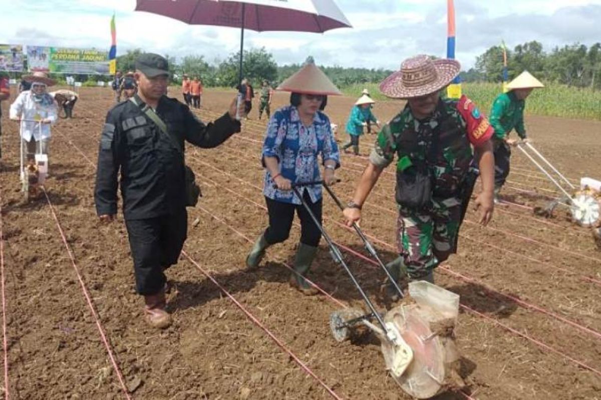 Pemkab Gumas targetkan tanam jagung hibrida seluas 500 hektare