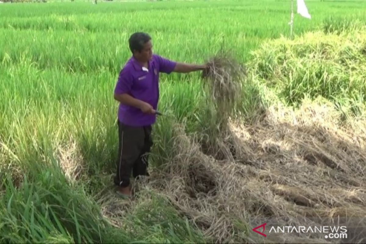 Hama wereng serang tanaman padi siap panen di Madiun