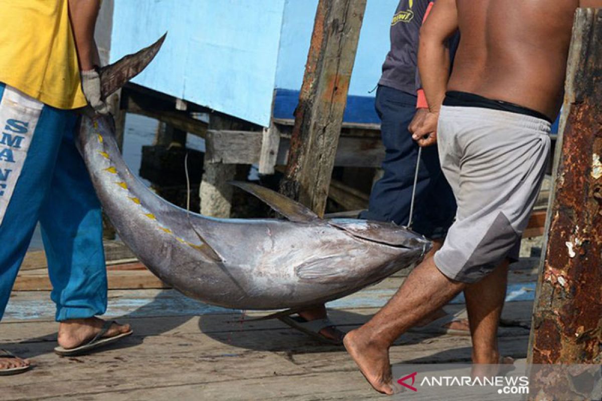 IKM Aceh keluhkan biaya kargo ekspor tuna ke Malaysia