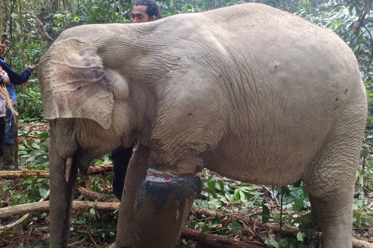 BKSDA Aceh evakuasi seekor gajah yang terjerat di Aceh Timur