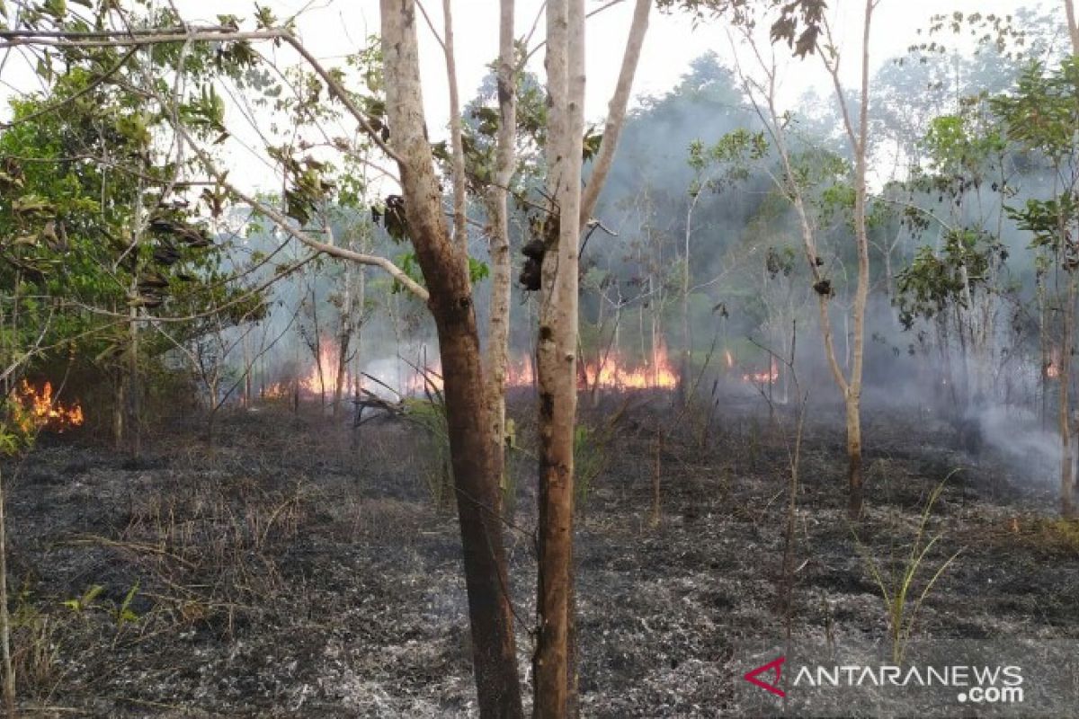 2,5 hektare kebun warga di Gunungsitoli terbakar