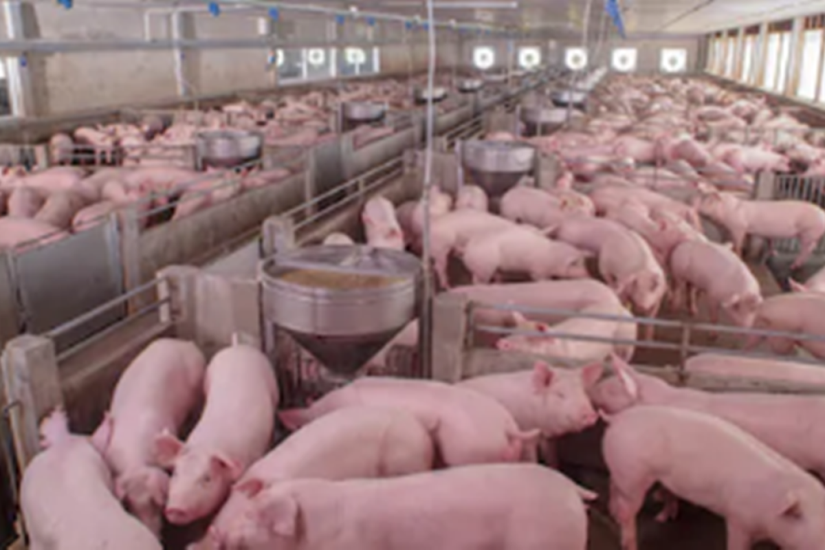 Kementan imbau peternak babi terapkan kebersihan waspadai virus baru