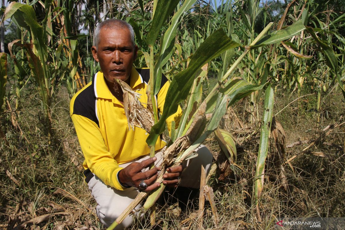 Atasi kelangkaan pangan saat pandemi, Abdya tanam jagung di lahan sawah