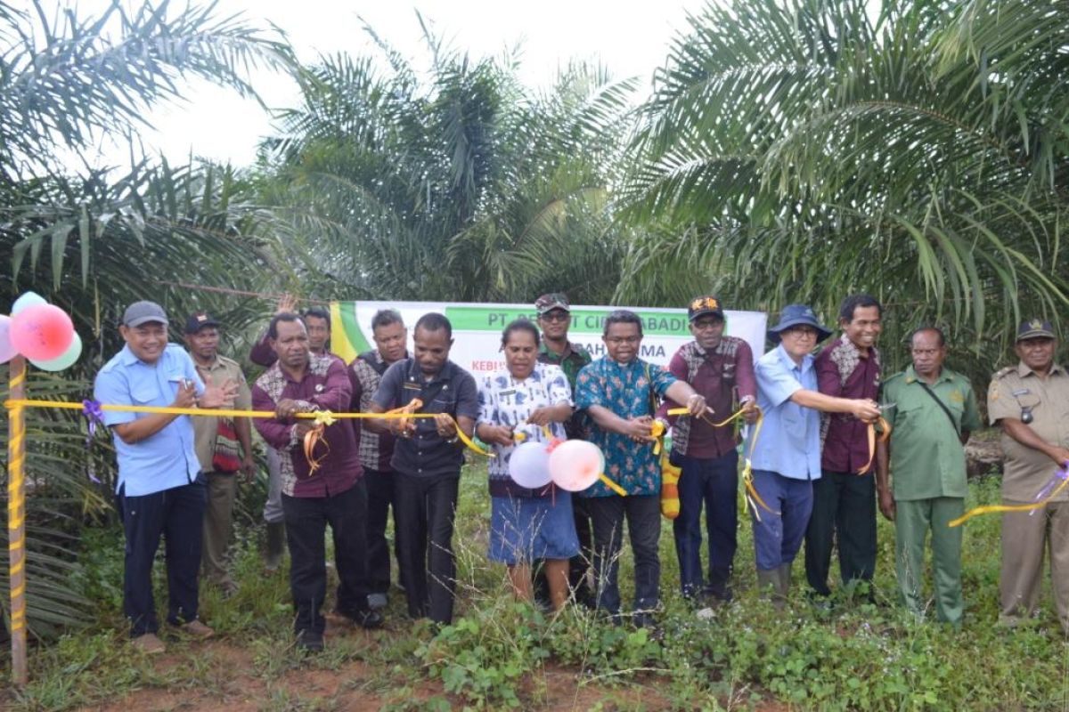 Korindo Gives Papuan Residents their First Plasma Plantation