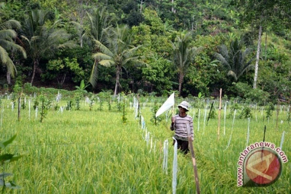 Petani padi di Lubuk Raja Sumsel waspada  serangan tikus