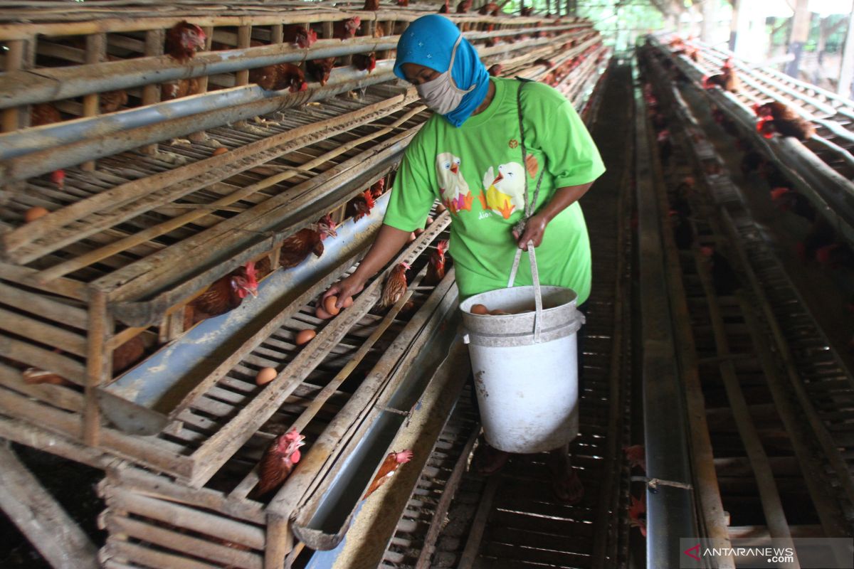 SIG dukung UMKM petelur di Tuban tetap bertahan saat pendemi