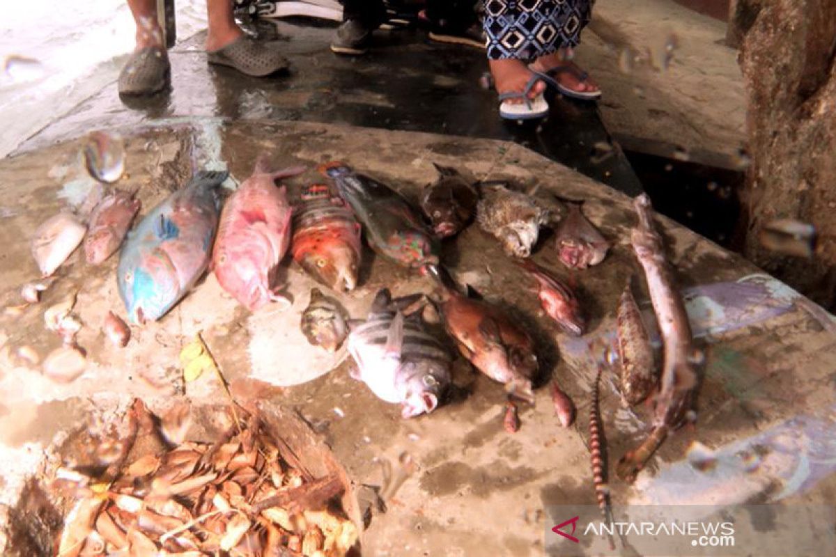 KKP kaji fenomena kematian ikan massal di Maluku Utara