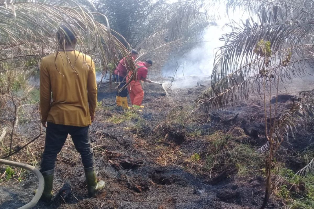 12 hektare lahan kelapa sawit milik Plasma Tiku Lima Jorong hangus  terbakar