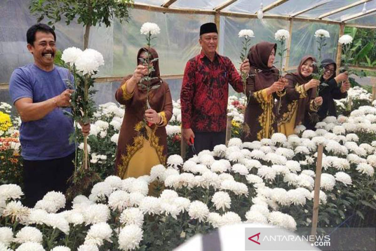 Bernilai ekonomis, bunga krisan mulai dikembangkan di Aceh Tengah